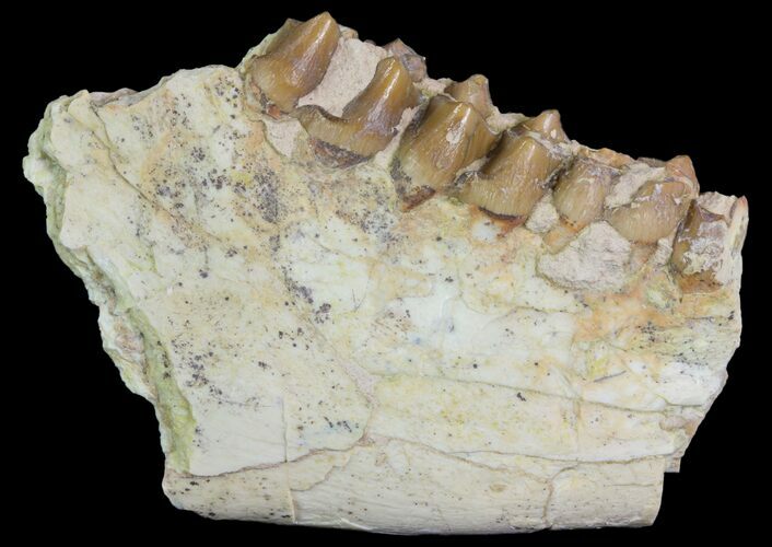 Oreodont Jaw Section With Teeth - South Dakota #81945